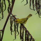 Golden Babbler